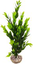 Labeo - Cycared coloré - Plante Artificielle Aquarium Indicateur image numéro 2