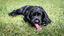 Nylabone - Jouet à Mâcher Puppy Dental Bone XS - Rose Indicateur image numéro 6
