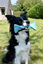 Bobby - Jouet Twist Bleu pour Chiens - L Indicateur image numéro 2