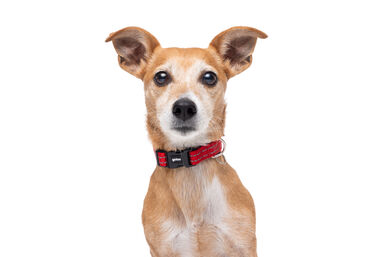Gotoo - Collier Essentials en Nylon Premium Rouge pour Chien