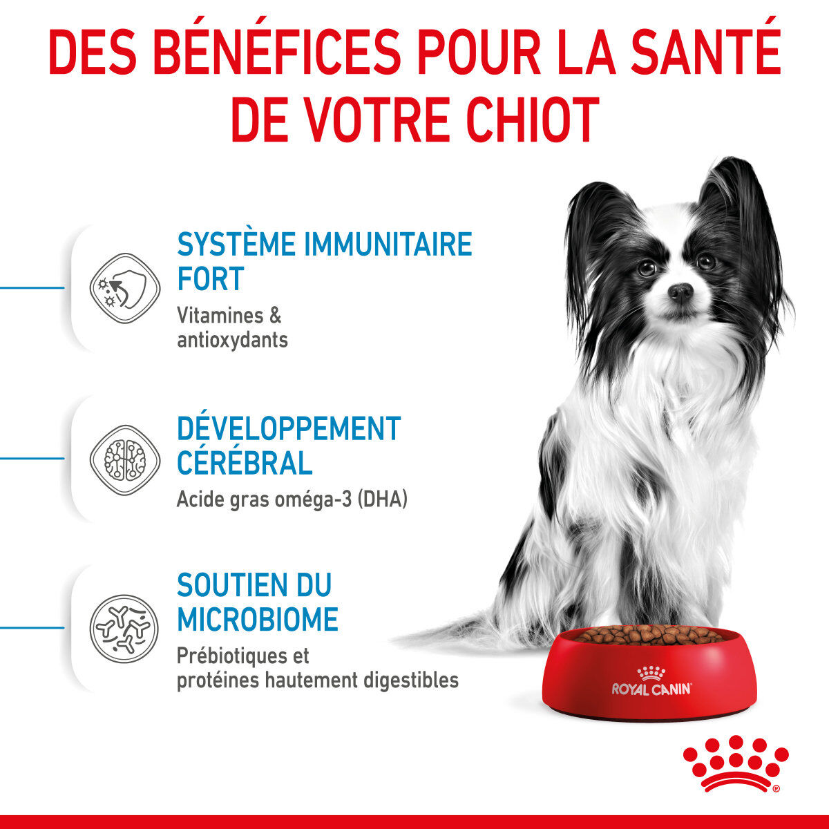 Royal Canin - Croquettes Puppy X-Small pour Chiots de 2 &agrave; 10 Mois - 3Kg Image num&eacute;ro 4