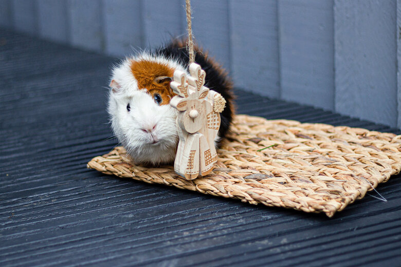 Rosewood - Rennes Patchwork à Ronger pour Rongeur - 13cm Image numéro 3 Rosewood - Rennes Patchwork à Ronger pour Rongeur - 13cm Image numéro 3