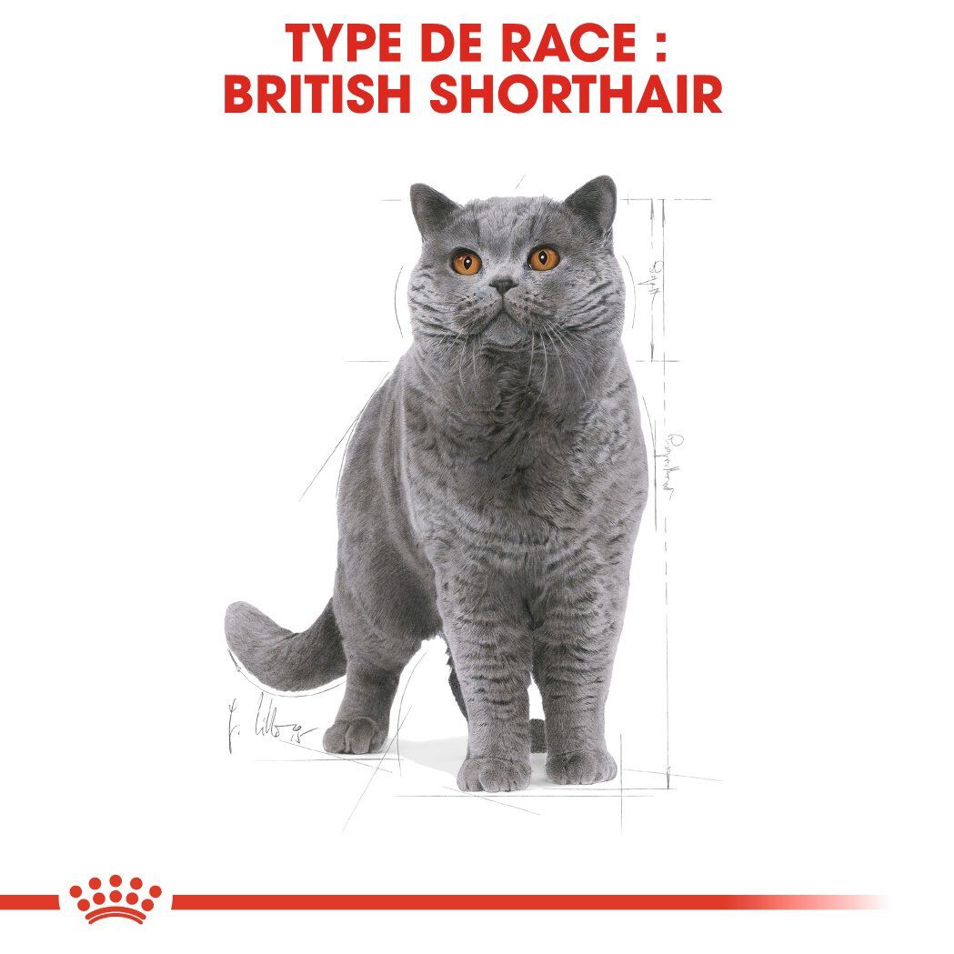 Royal Canin - Croquettes British Shorthair pour Chat Adulte - 2Kg Image num&eacute;ro 3