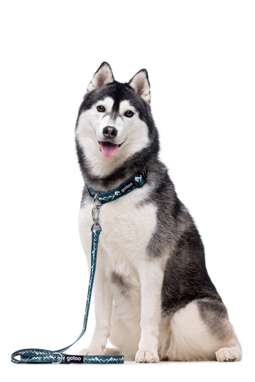 Gotoo - Collier Montagne pour Chien - XS Image numéro 3 Gotoo - Collier Montagne pour Chien - XS Image numéro 3