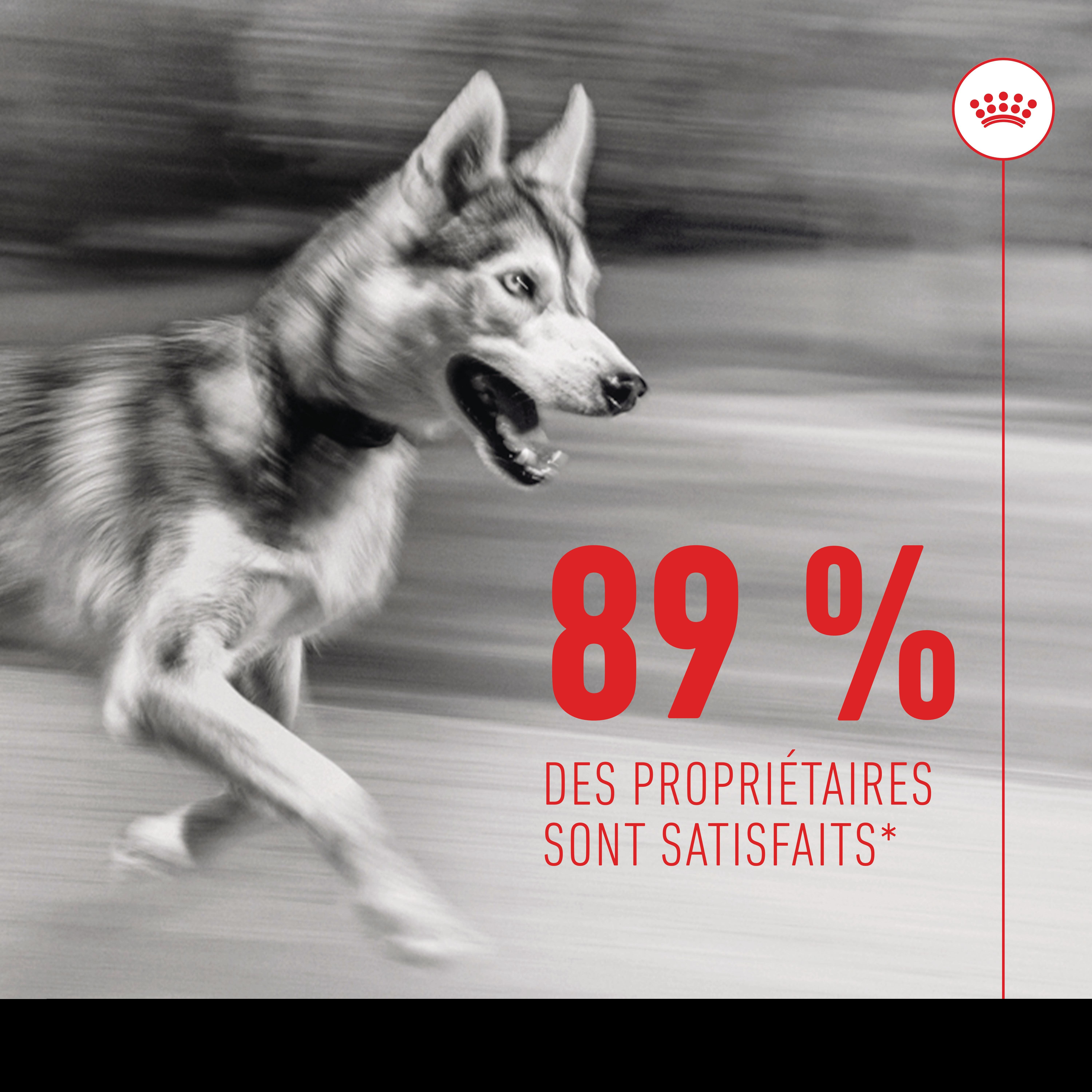 Royal Canin - Aliment compl&eacute;mentaire Adult Joint & Agieing Chews pour Chiens - 240g Image num&eacute;ro 8