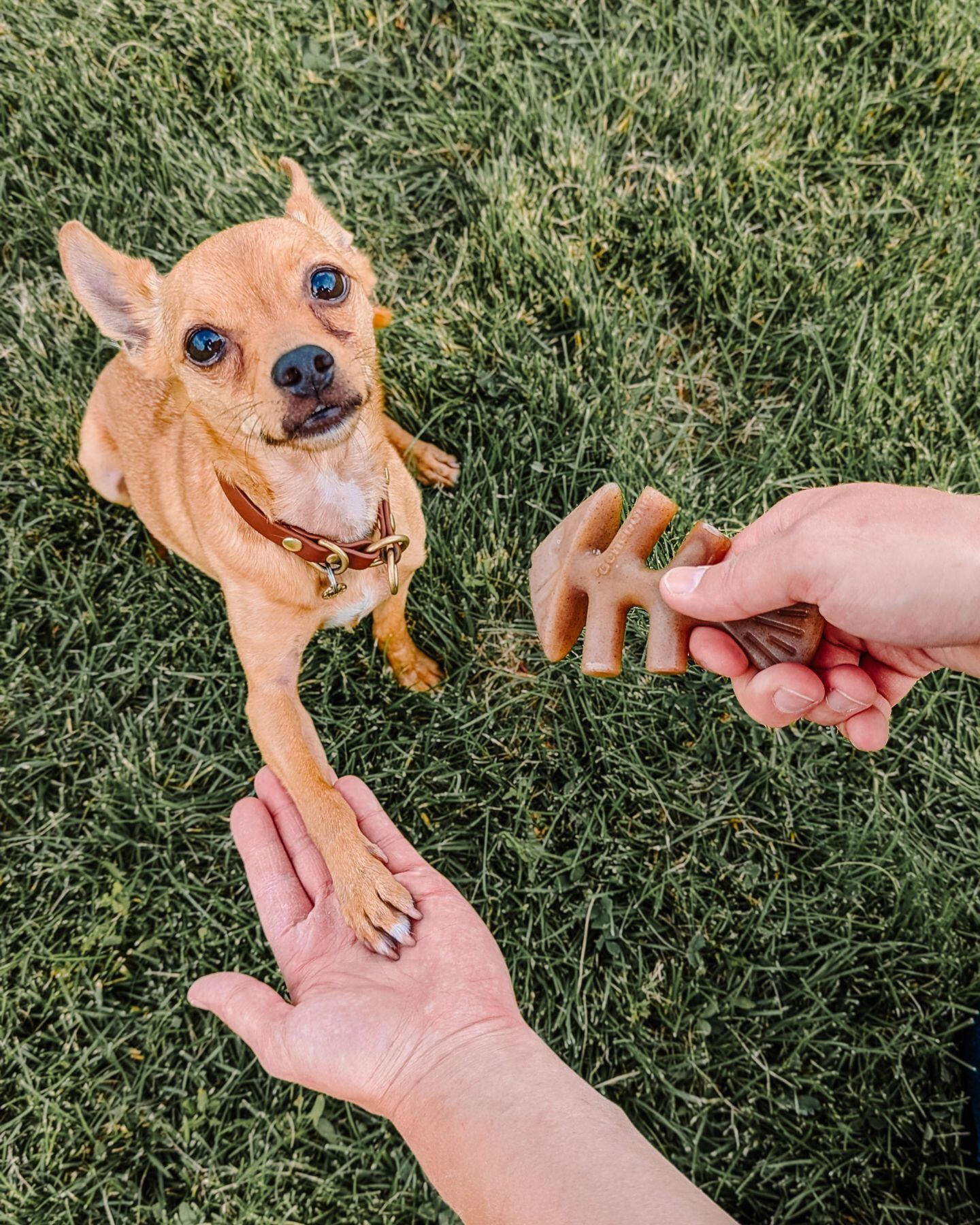 Benebone - Jouet Os A Macher Fishbone - S Image num&eacute;ro 4