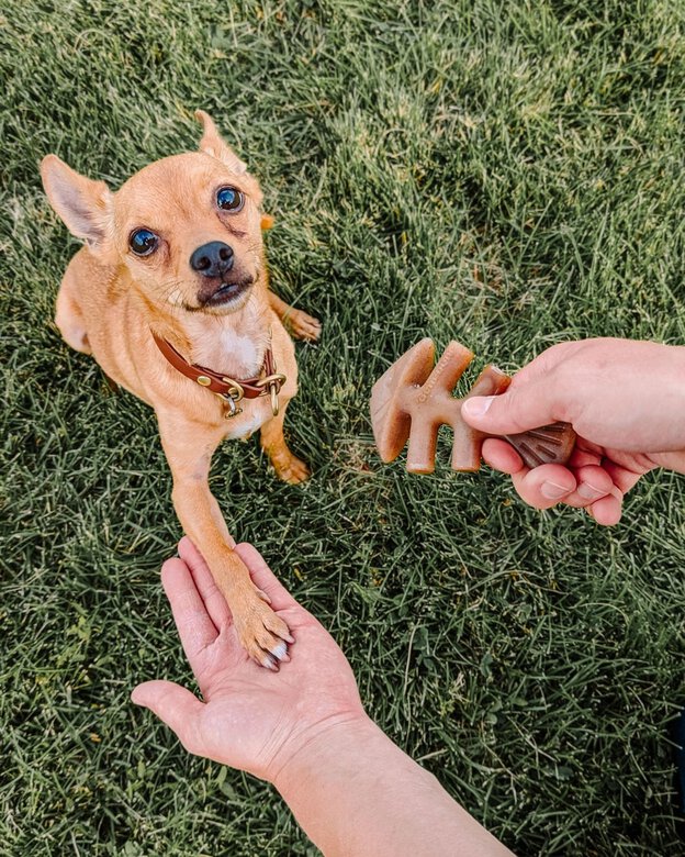 Benebone - Jouet Os A Macher Fishbone - S Image numéro 4 Benebone - Jouet Os A Macher Fishbone - S Image numéro 4