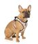 FuzzYard - Harnais Go Nuts pour Chien - S Indicateur image numéro 4