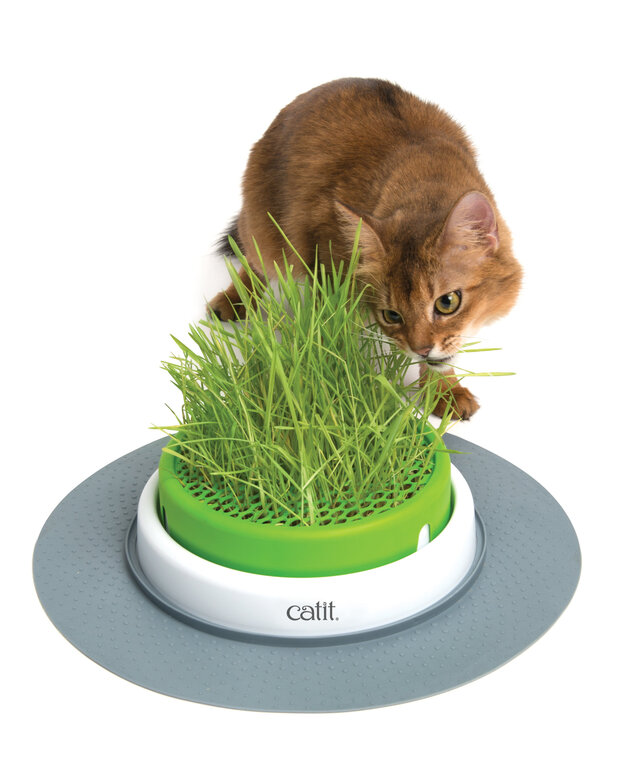 Catit - Jardin d'Herbe à Chat Senses 2.0 Image numéro 1 Catit - Jardin d'Herbe à Chat Senses 2.0 Image numéro 1