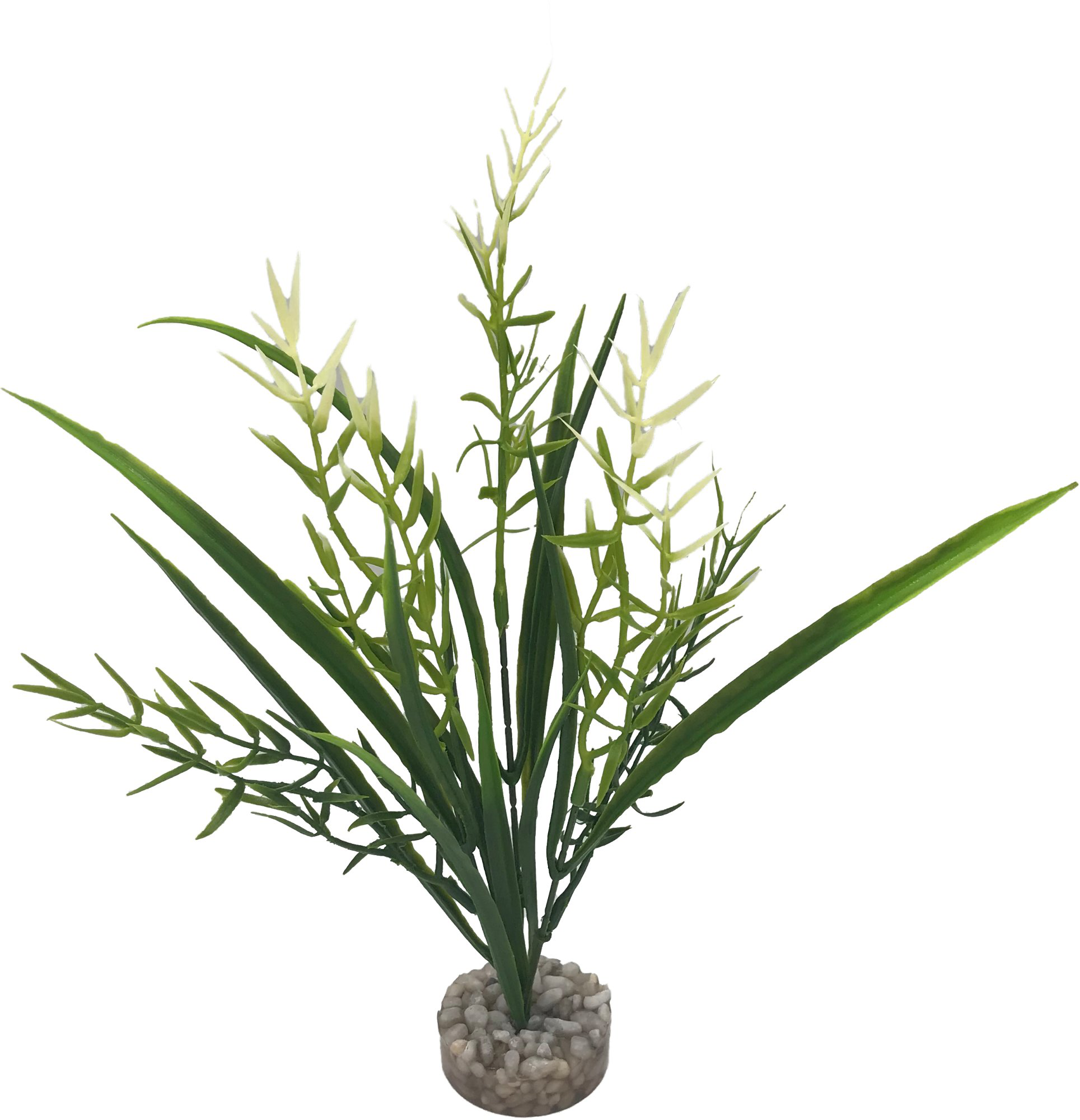 Labeo - Plante D&eacute;corative Herbe Marine pour Aquarium Image num&eacute;ro 3