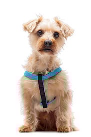 Gotoo - Harnais Essentials en Nylon Premium Bleu pour Chien
