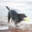 KONG - Jouet AirDog Squeaker Football - M Indicateur image numéro 4