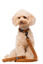 Gotoo - Collier Ourson Brun pour Chien - XS Indicateur image numéro 6