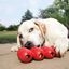 Kong - Jouet Caoutchouc 100% Naturel Goodie Ribbon pour Chien - S Indicateur image numéro 3