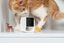 Petcube - Petcube Pet Cam pour Chiens et Chats - x1 Indicateur image num&eacute;ro 3