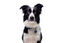 Gotoo - Charm Princesse Bleu pour Chien - S Indicateur image numéro 2