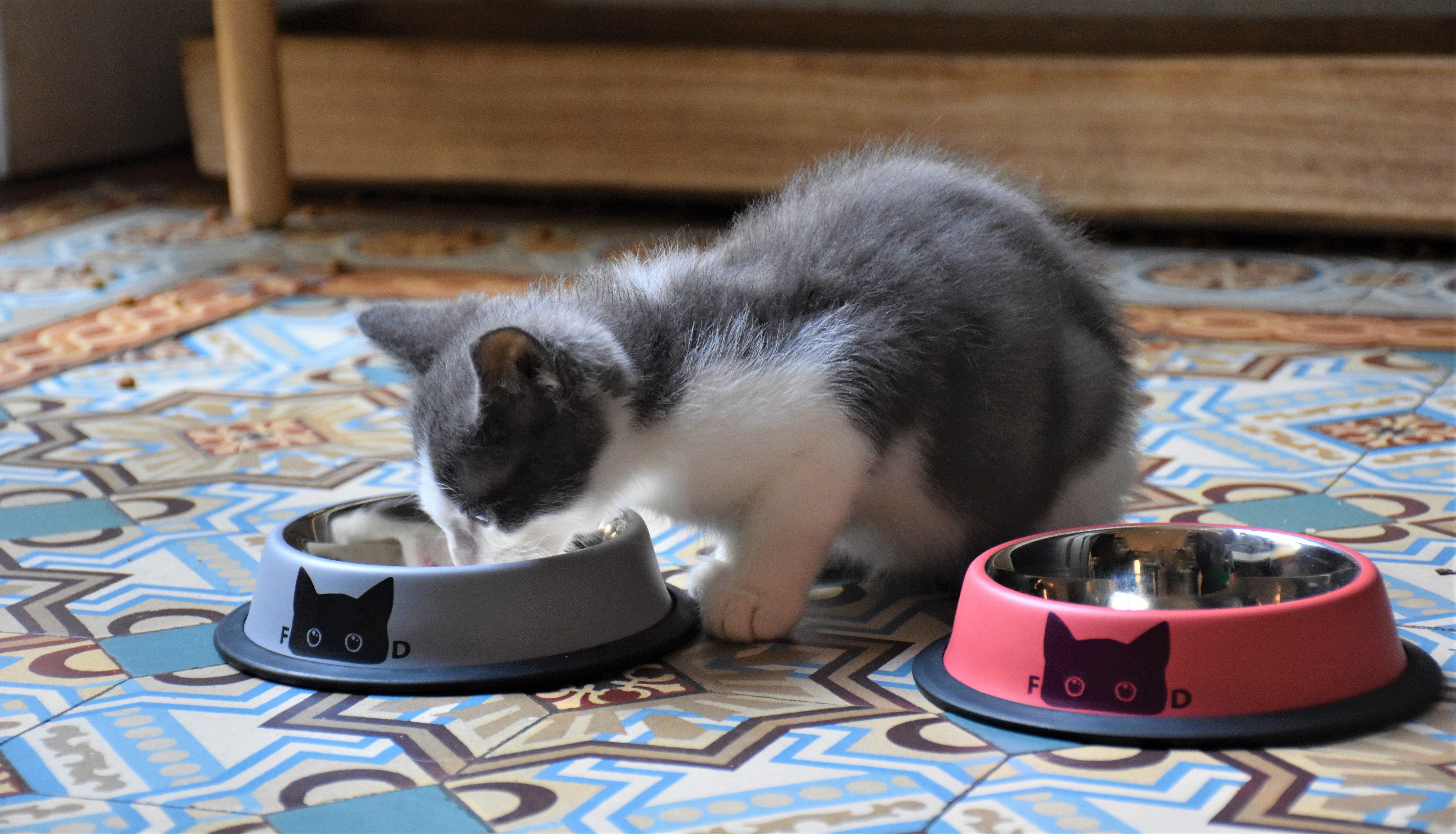 Bobby - Gamelle Inox Antid&eacute;rapante pour Chats - Gris Image num&eacute;ro 2