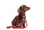 Gotoo - Collier en Paisley Rouge pour chien - XS Indicateur image numéro 5