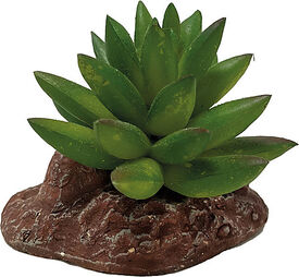 Repto - D&eacute;coration Repto Plant Aloes - R&eacute;ptiles