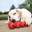 Kong - Jouet Caoutchouc 100% Naturel Goodie Ribbon pour Chien - S Indicateur image numéro 3