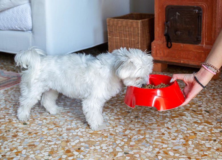 Ferplast - Ecuelle Anti-glouton Magnus Slow Rouge - S Image numéro 7 Ferplast - Ecuelle Anti-glouton Magnus Slow Rouge - S Image numéro 7