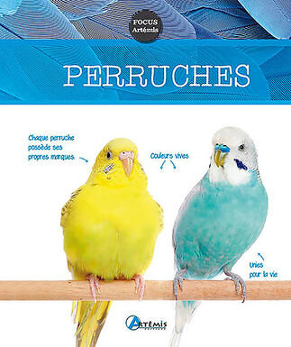 Artémis - Perruches Callopsittes