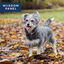 Wisdom Panel 2.0 - Test Identification de Races ADN pour Chien Indicateur image numéro 8