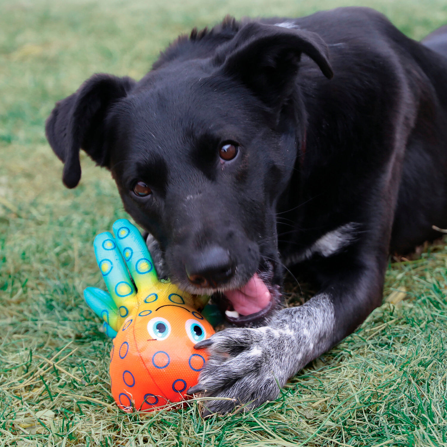 KONG - Jouet Shieldz Tropics Pieuvre pour Chiens - M Image num&eacute;ro 3