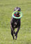 Foaber - Jouet Roll pour Chien - Mix Indicateur image numéro 2
