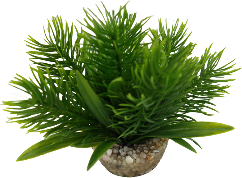 Labeo - Plante Décorative Egeria pour Aquarium Image numéro 1 Labeo - Plante Décorative Egeria pour Aquarium Image numéro 1