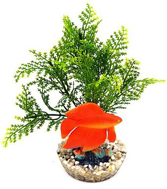 Labeo - Plante de Décoration Poisson d'eau Douce pour Aquarium