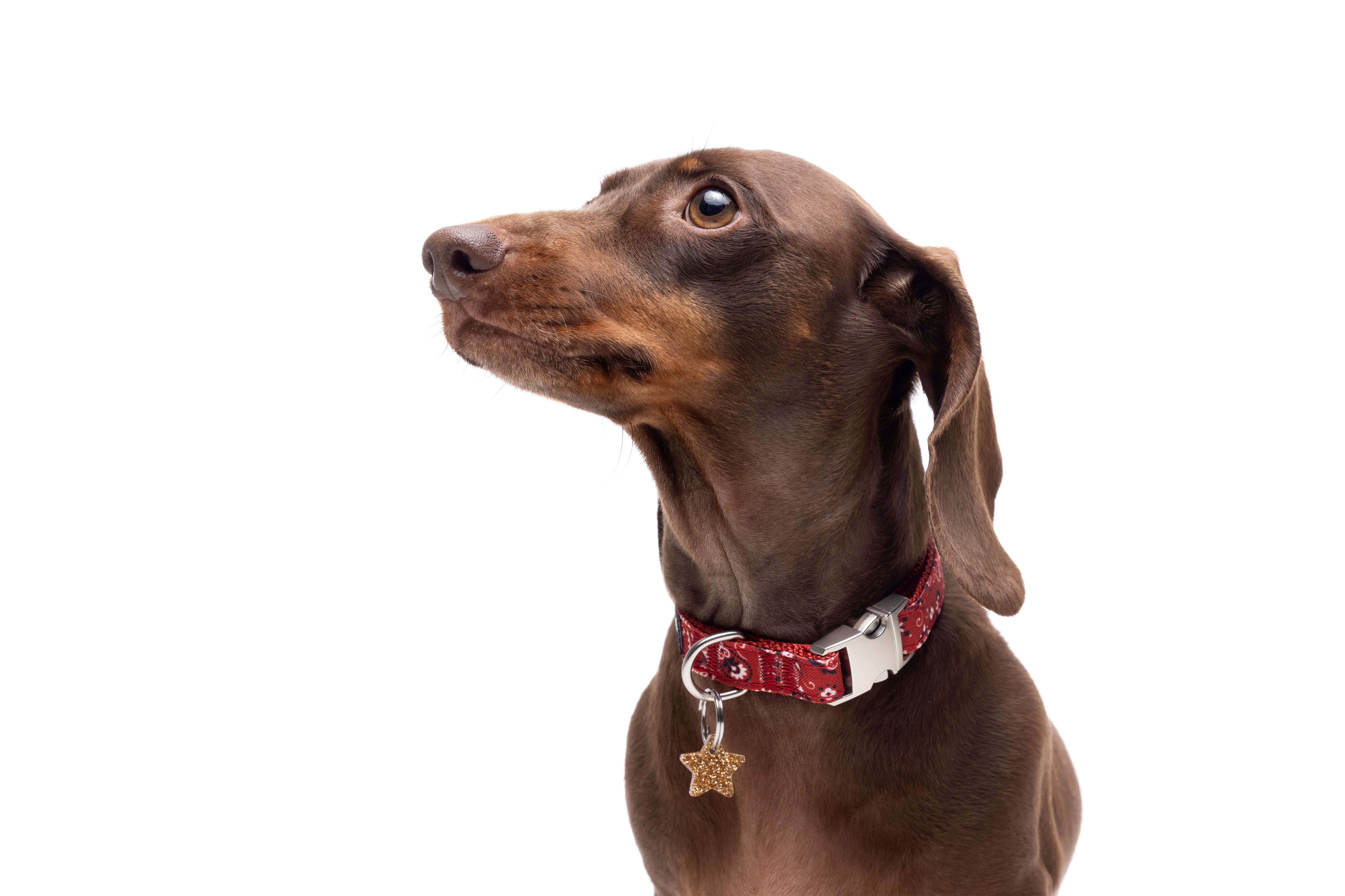 Gotoo - Collier en Paisley Rouge pour chien - XS Image num&eacute;ro 8