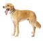 Fuzzyard - Collier Piña Colada pour Chien - L Indicateur image numéro 7