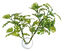 Zoomed - Plante artificielle avec ventouse pour aquarium - Window leaf Indicateur image numéro 2