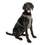 Kurgo - Harnais de Sécurité "Impact" Noir pour Chiens - L Indicateur image numéro 3