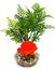 Labeo - Plante de Décoration Poisson d'eau Douce pour Aquarium Indicateur image numéro 4
