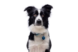 Gotoo - Charms Princesse Bleu pour Chien