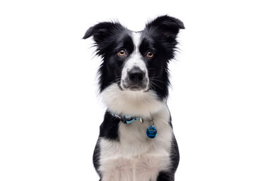 Gotoo - Charms Princesse Bleu pour Chien