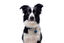 Gotoo - Charm Princesse Bleu pour Chien - S Indicateur image numéro 2