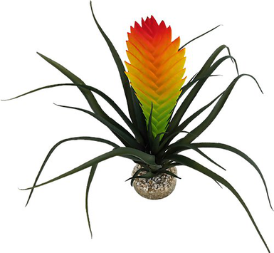 Labeo - Plante Vriesia Décorative pour Terrarium