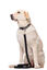 Gotoo - Laisse Essentials Double Noir pour Chien Indicateur image numéro 5