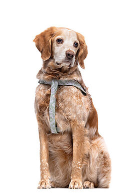 Gotoo - Harnais Feuilles Vert pour Chien