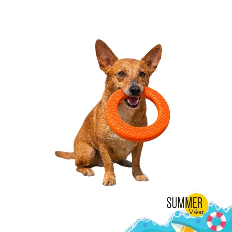 Summer Vibes - Jouet Anneau Rafra&icirc;chissant pour Chiens - Orange Image num&eacute;ro 1