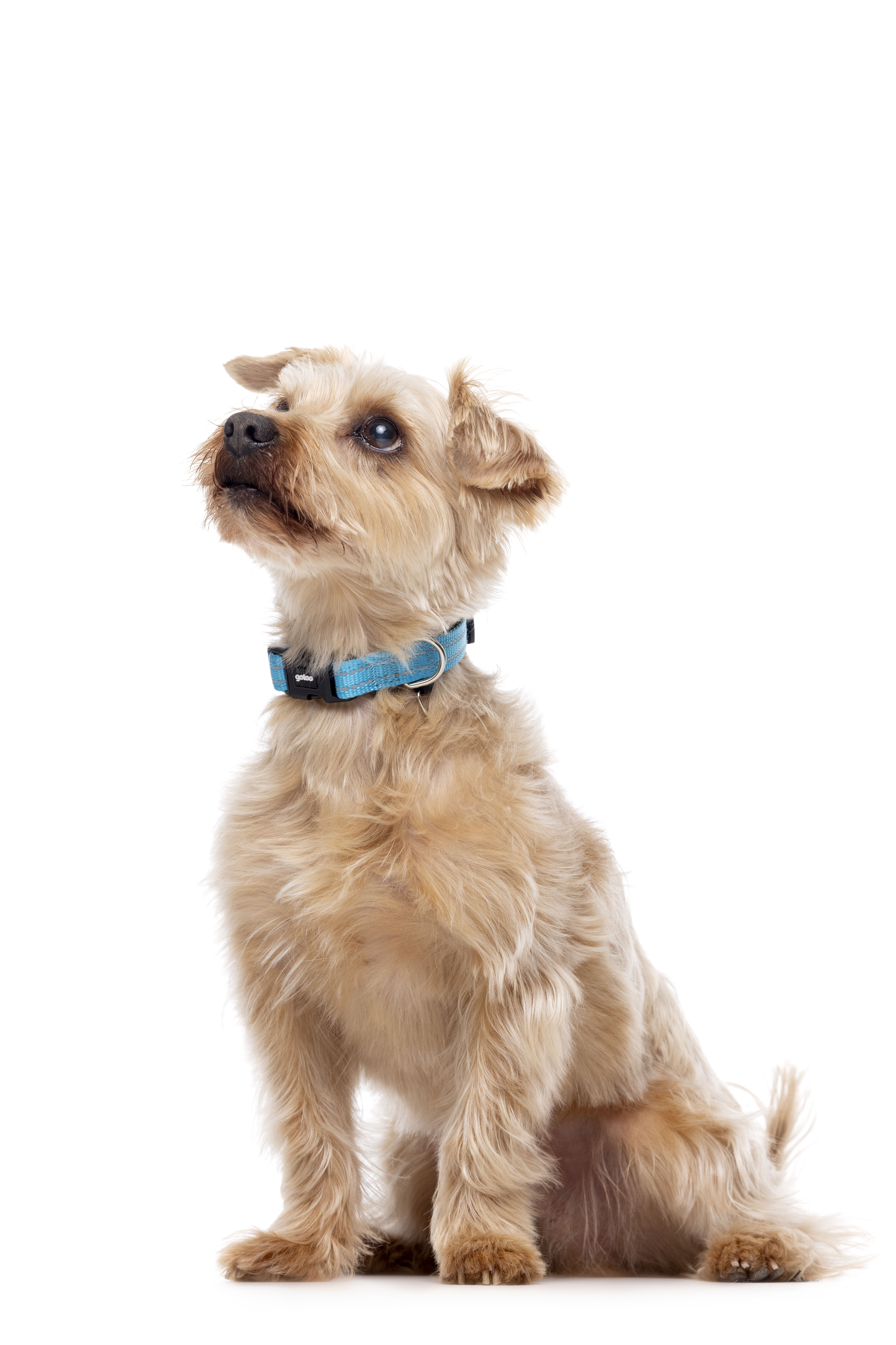 Gotoo - Collier Essentials en Nylon Premium Bleu pour Chien - M Image num&eacute;ro 6