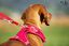 Curli - Harnais Belka Air-Mesh en Rouge pour Chien - S Indicateur image numéro 3
