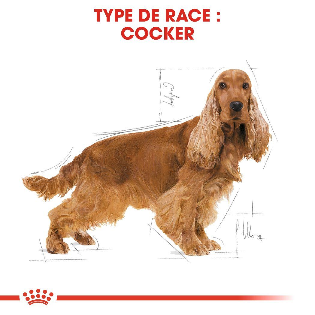 Royal Canin - Croquettes Cocker pour Chien Adulte - 12Kg Image num&eacute;ro 2