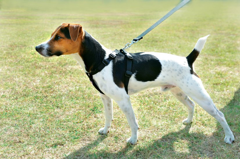 Zolux - Harnais de S&eacute;curit&eacute; Auto pour Chien - S Image num&eacute;ro 2