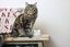 Sure PetCare - Hub pour Chatière Connect Indicateur image numéro 3