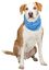 Trixie - Bandana rafraîchissant pour Chien - XL Indicateur image numéro 2