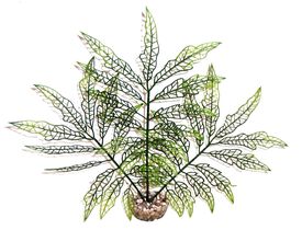 Labeo - Plante de Décoration Herbe Verte pour Aquarium